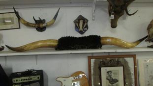 Taxidermy - a large pair of cow horns