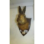 Taxidermy - a mounted rabbit/hare head