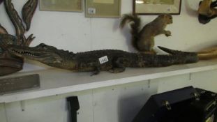 An antique crocodile (34" long)