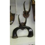 Taxidermy - 2 mounted sets of horns and an unmounted pair