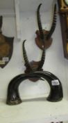 Taxidermy - 2 mounted sets of horns and an unmounted pair