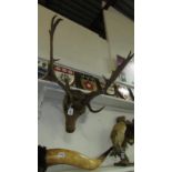 Taxidermy - a stag's head