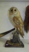 Taxidermy - a barn owl