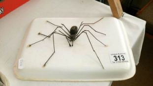 A large spider