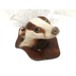 Taxidermy 'badger head'