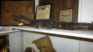 An antique taxidermy crocodile approximate length 34" A/F