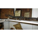 An antique taxidermy crocodile approximate length 34" A/F