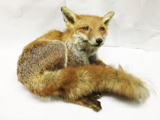 Taxidermy 'reclining fox'