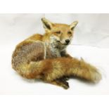 Taxidermy 'reclining fox'