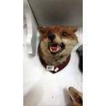 Taxidermy 'fox head'