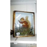 A taxidermy squirrel in boxed display