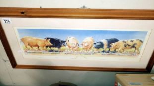 A framed & glazed picture including rare pig breeds