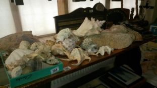 A superb collection of shells & fossils