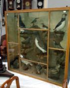 Taxidermy - a cased collage of water birds