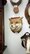 A Victorian mounted Taxidermy Fox head