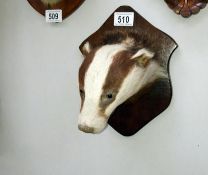 A Victorian mounted Badgers head