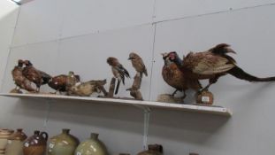 A quantity of taxidermy birds including pheasants, 2 jays,