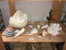 A quantity of sea shells & coral