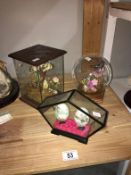 2 cased butterfly scenes & cased decorated eggs