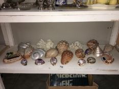 A collection of conch shells & corals