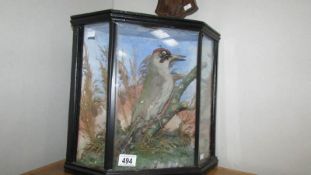 Taxidermy - A cased green woodpecker