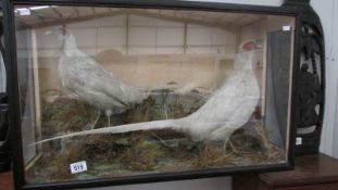 Taxidermy - 2 cased white pheasants