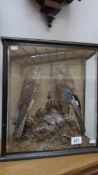 Taxidermy - a cased jay and falcon