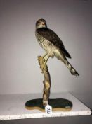 Taxidermy - a sparrow hawk