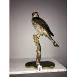 Taxidermy - a sparrow hawk