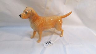 A Beswick labrador dog