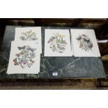 50 Butterfly Prints by the “Antique Print Gallery”, London (as new)