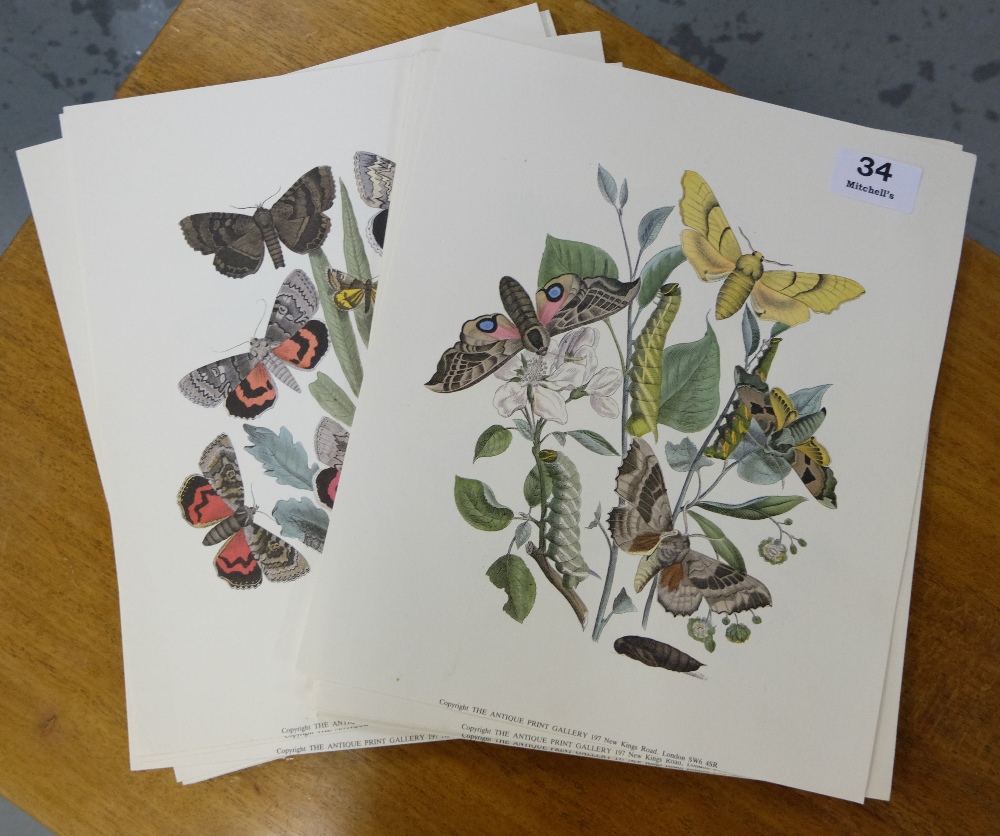 Large bundle of un-framed prints – mainly butterflies - Image 2 of 2