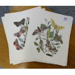 Large bundle of un-framed prints – mainly butterflies
