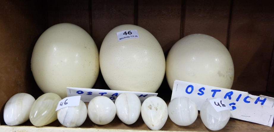 3 ostrich eggs (1 damaged) & 8 white marble eggs