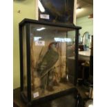 Taxidermy green woodpecker mounted in a glazed case.