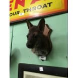 Taxidermy wallaby's head mounted on a wooden plaque.