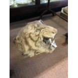 Taxidermy tiger's head.