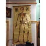 1930's Skeletal wall chart by J TEACK.