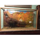 Taxidermy pheasant mounted in a glazed case.