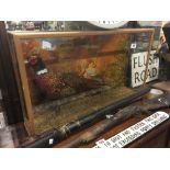 Taxidermy pheasant in glazed case.