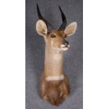 Trofeo di bushbuck (Tragelaphus scriptus ornatus) tassidermizzato. Con certificato CITES. XX secolo.