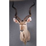 Trofeo di greater kudu (Tragelaphus strepsiceros) tassidermizzato. Con certificato CITES. XX secolo.