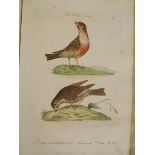 ANTIQUARIAN BOOK ON ORNITHOLOGY - HARMONIA RURALIS BY BOLTON INCLUDING TINTED WOOD BLOCK PLATES