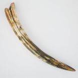 JUVENILE WOOLLY MAMMOTH TUSK (MAMMUTHUS PRIMIGENIUS), YAKUTIA, SIBERIA, RUSSIA, DEVENSIAN PERIOD