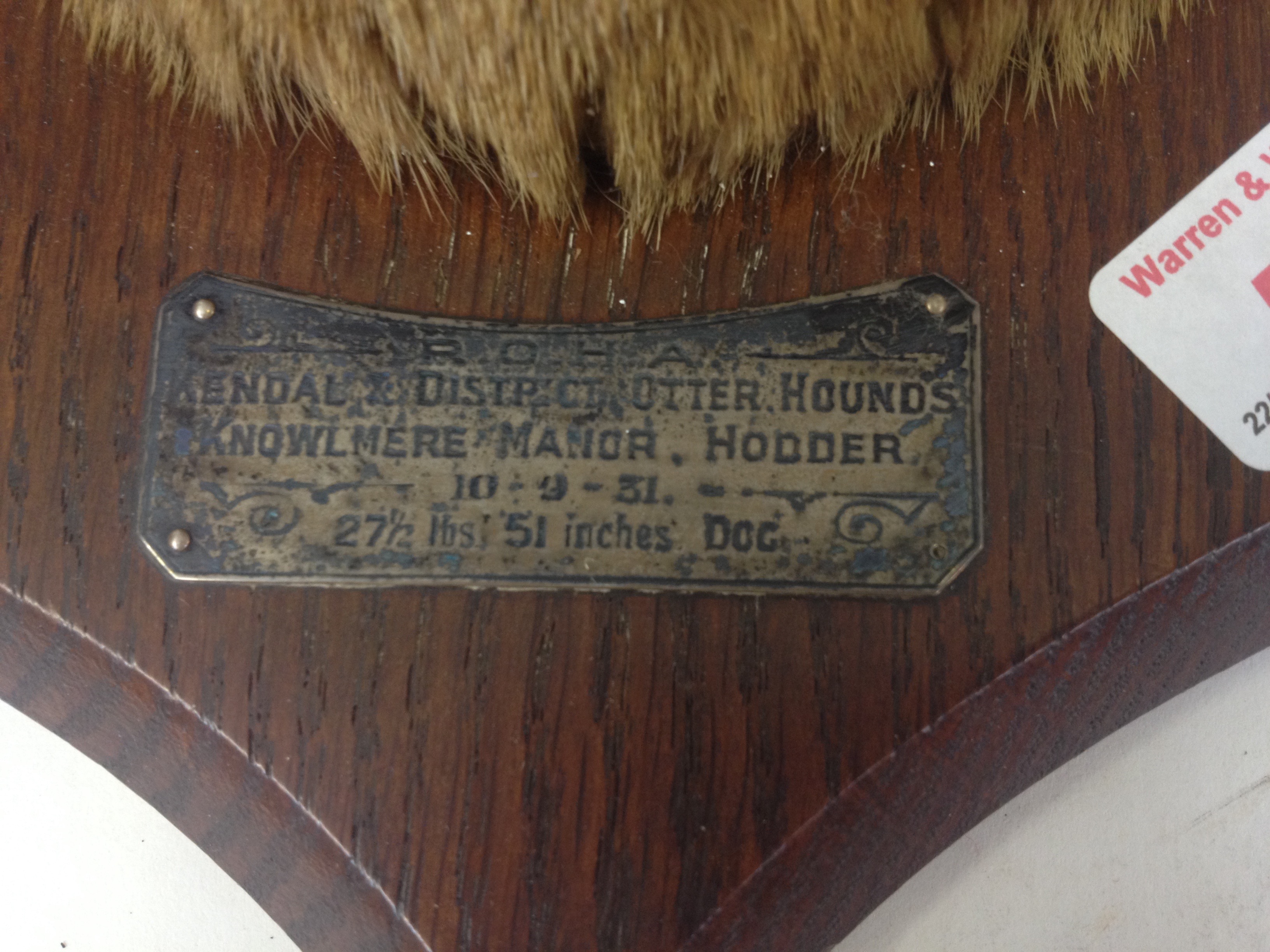 A taxidermy otter trophy by P Spicer & Sons, label to front ' ROHA Kendal & District Otter Hounds - Image 2 of 12