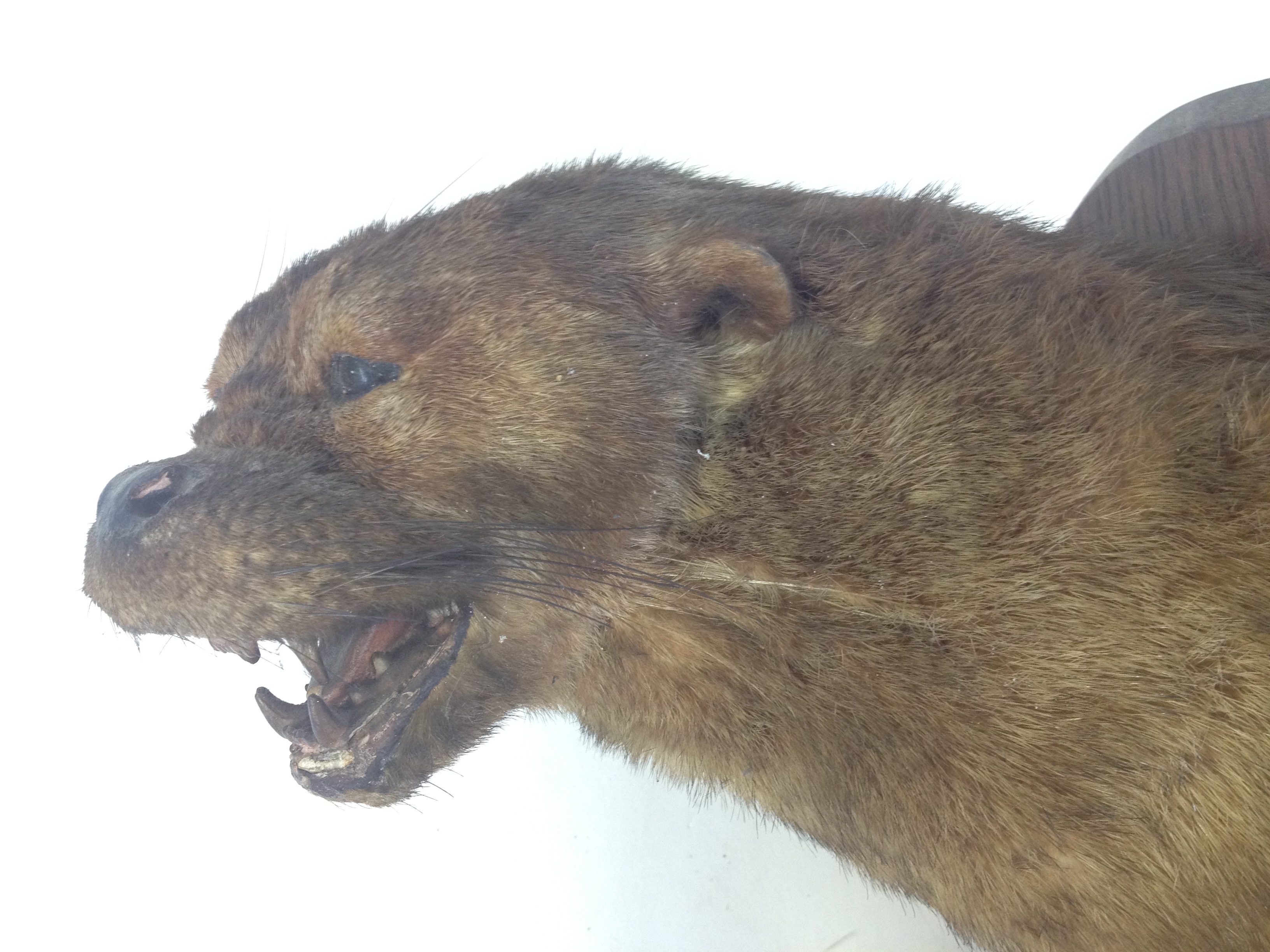 A taxidermy otter trophy by P Spicer & Sons, label to front ' ROHA Kendal & District Otter Hounds - Image 8 of 12