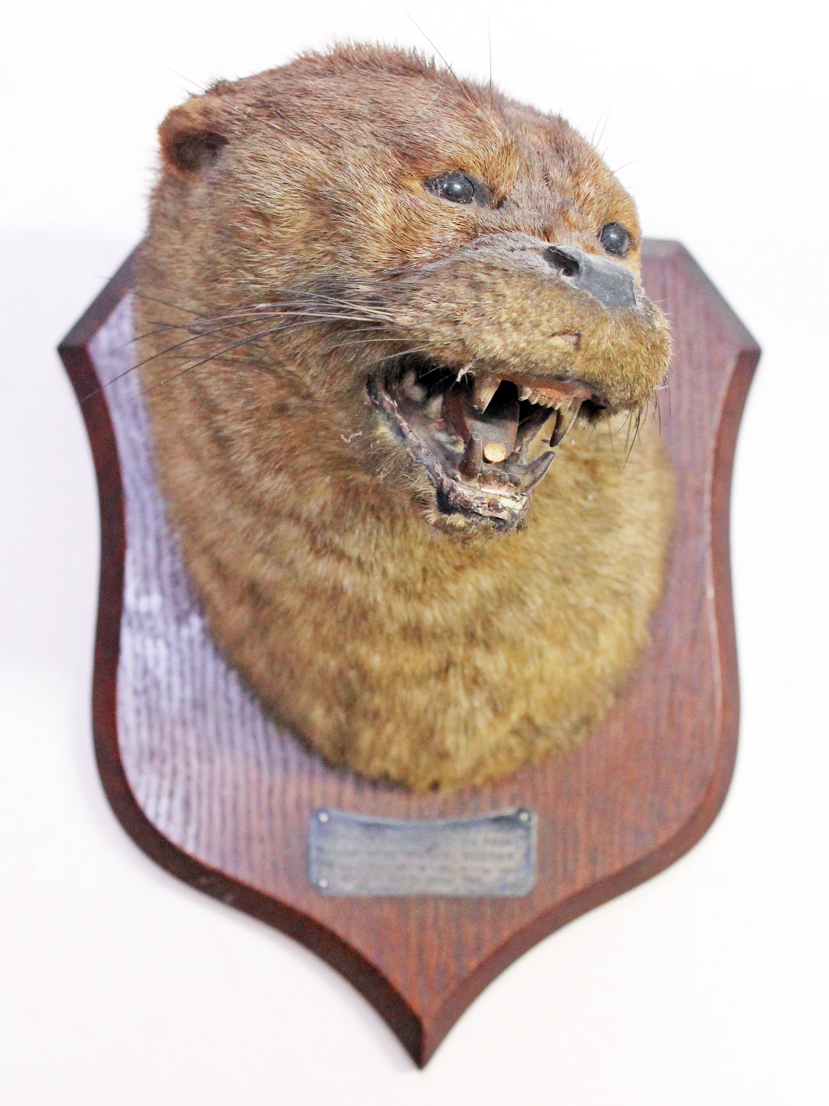 A taxidermy otter trophy by P Spicer & Sons, label to front ' ROHA Kendal & District Otter Hounds