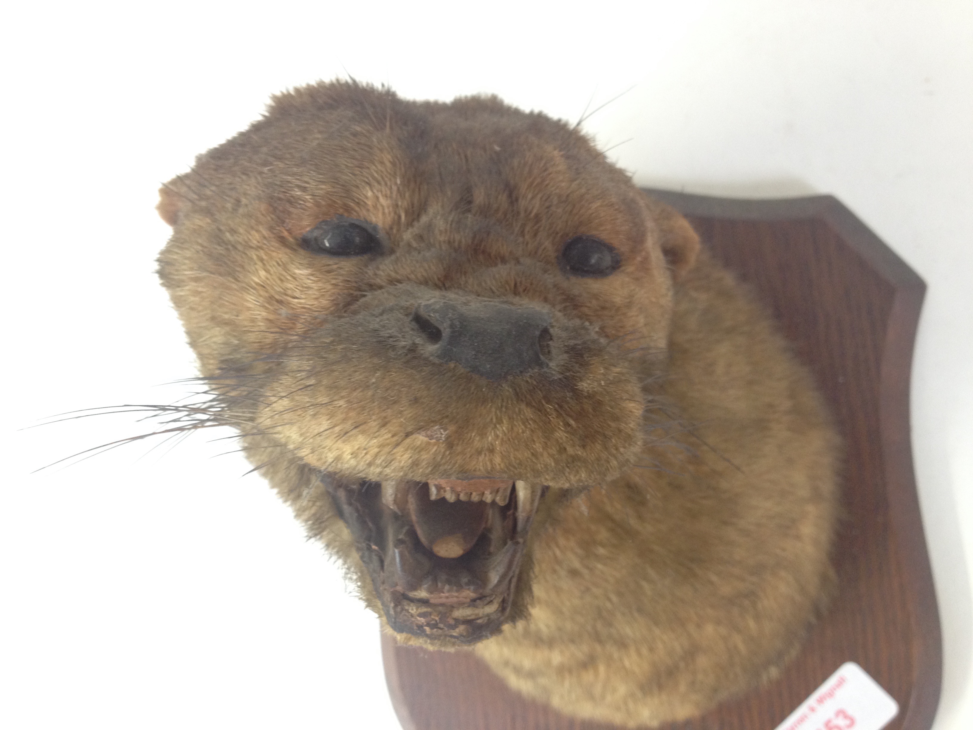 A taxidermy otter trophy by P Spicer & Sons, label to front ' ROHA Kendal & District Otter Hounds - Image 4 of 12