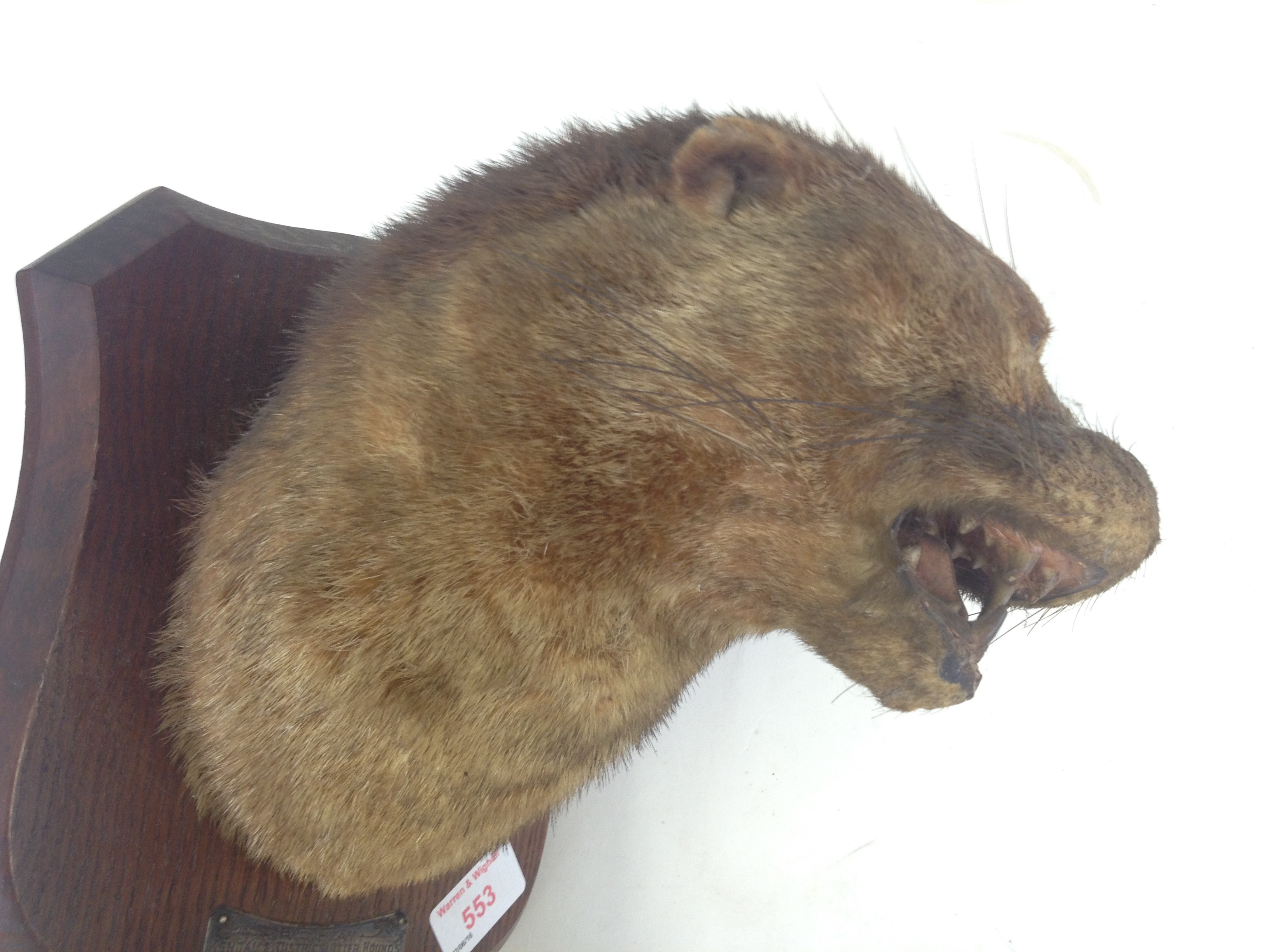 A taxidermy otter trophy by P Spicer & Sons, label to front ' ROHA Kendal & District Otter Hounds - Image 9 of 12