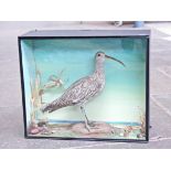 A taxidermy curlew in display case. W51cm D17cm H43cm